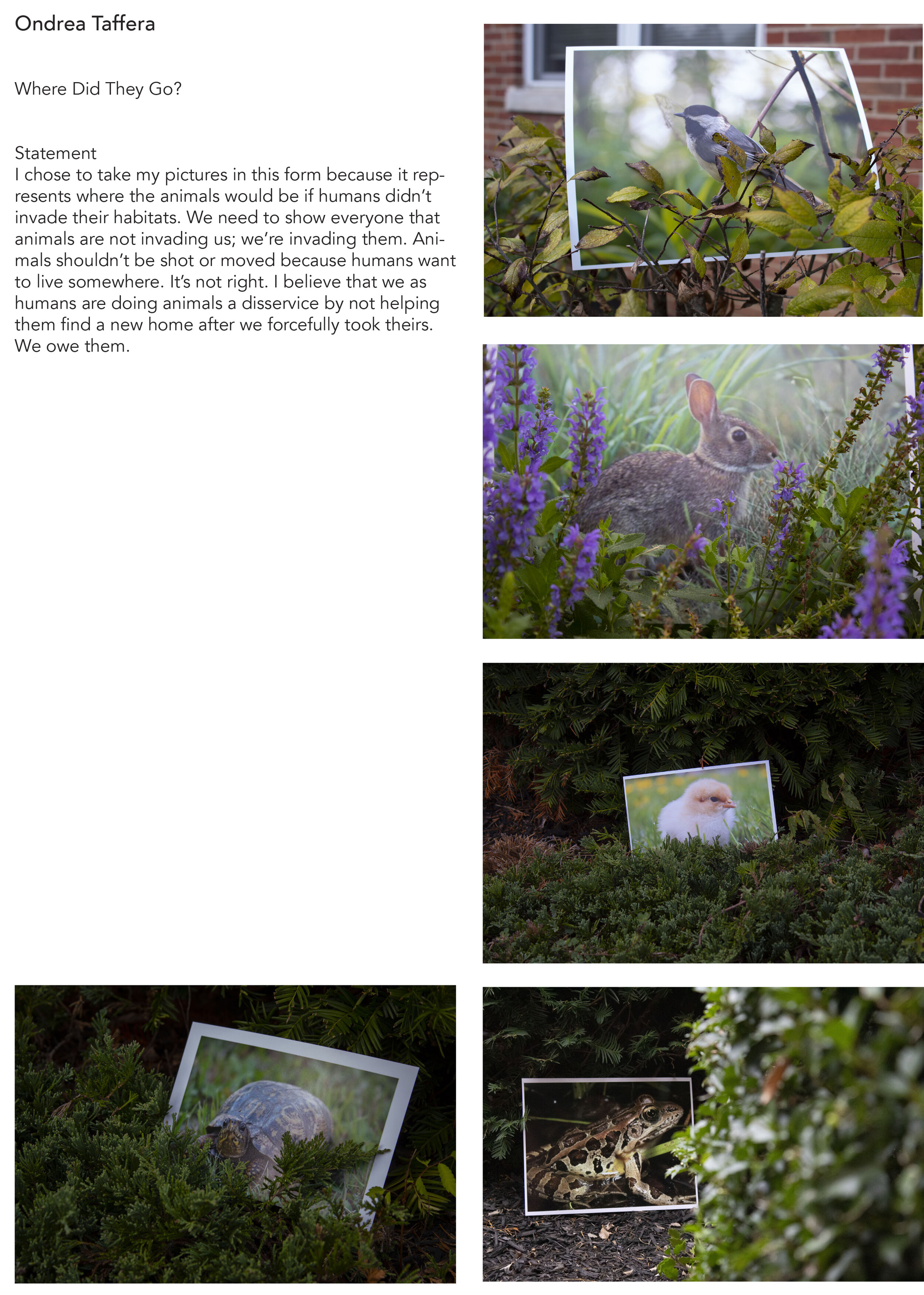 Woodland-Photo-Book 16.jpg