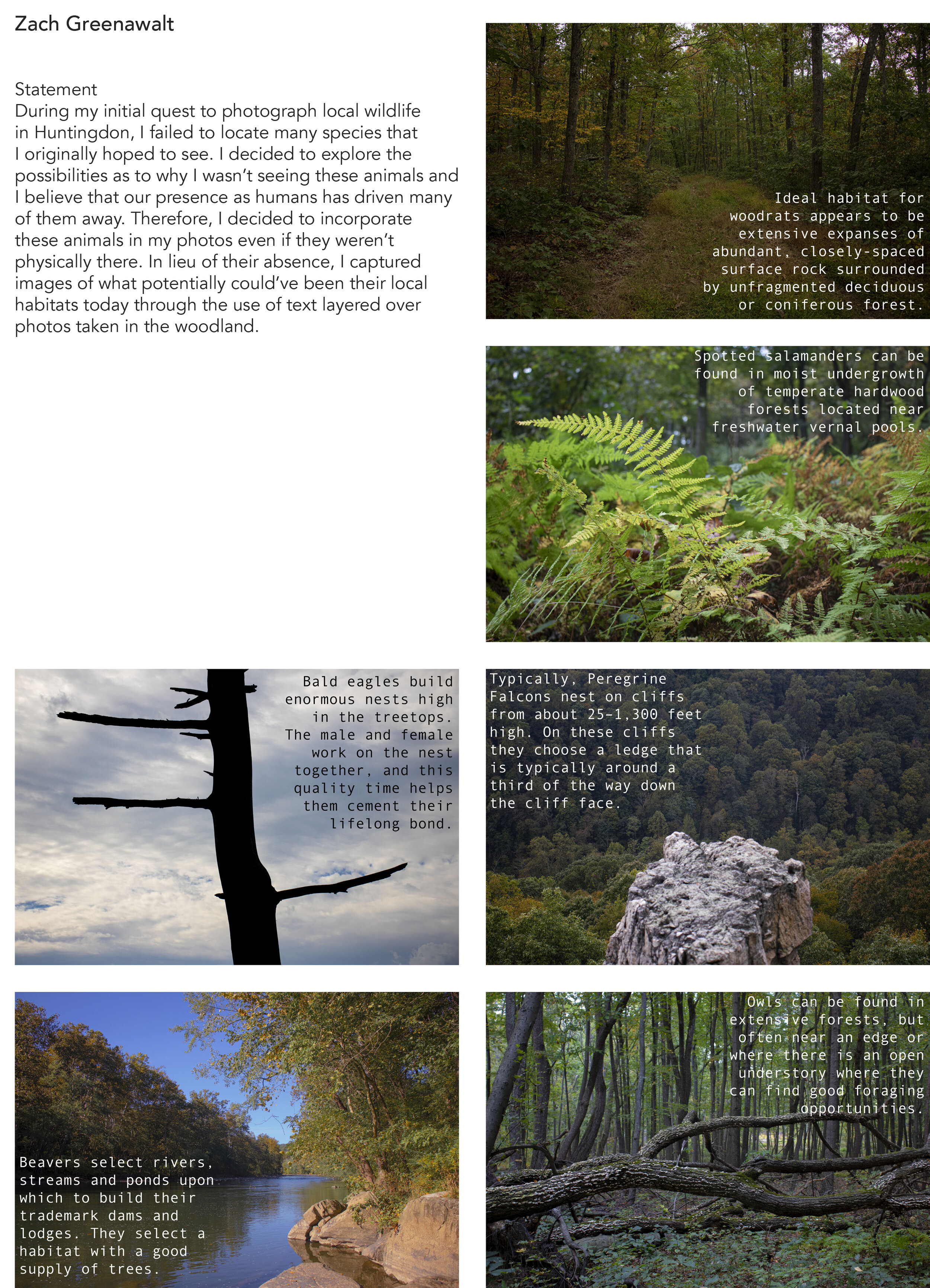 Woodland-Photo-Book 17.jpg