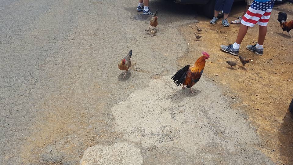 waimea-canyon-chickens.jpg