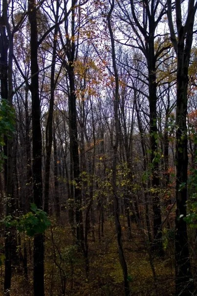 250340_506635777749_2665_n.jpg