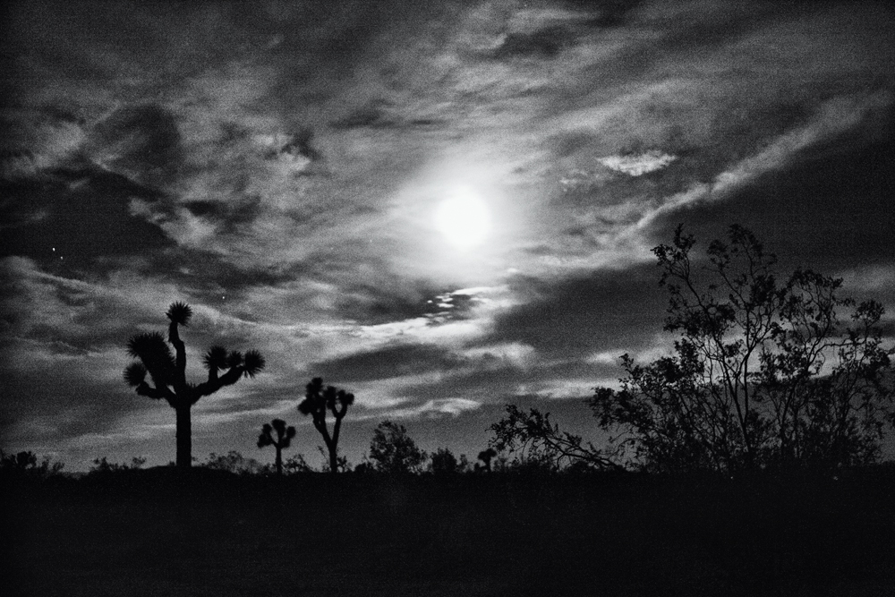 joshua_tree-8750.jpg