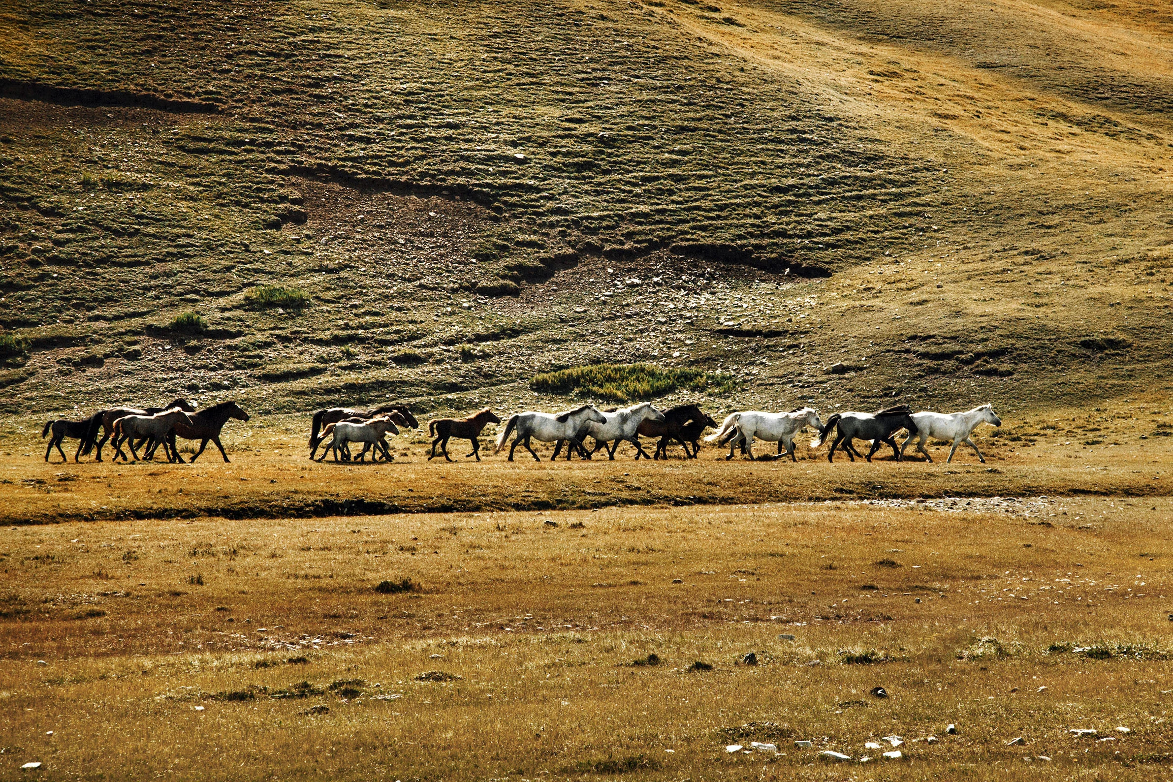 13JennieRoss_Mongolia(94 of 230).jpg