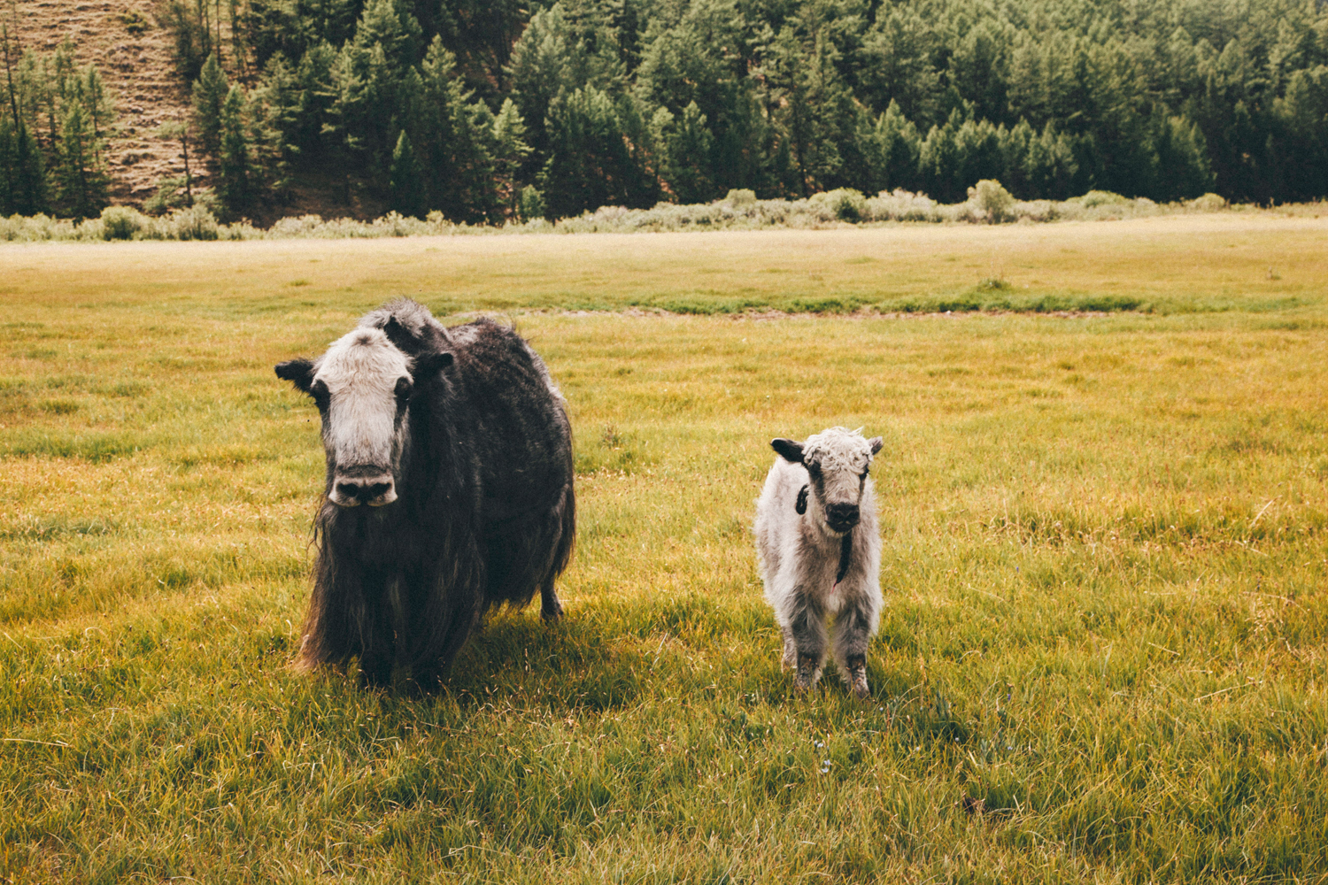 10JennieRoss_Mongolia(67 of 230).jpg