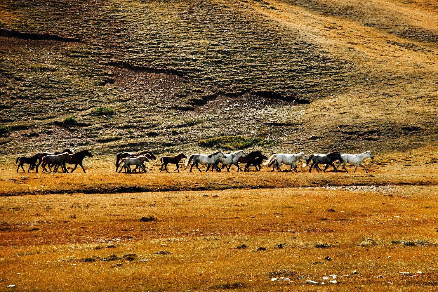 JennieRoss_mongolia(94 of 230).jpg