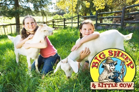 Big Sheep Little Cow, Farm Attraction