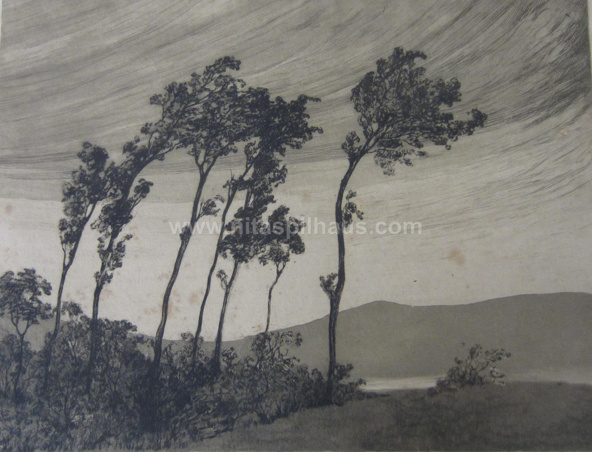 Etching windswept trees 16 x 11.5 Collector 11
