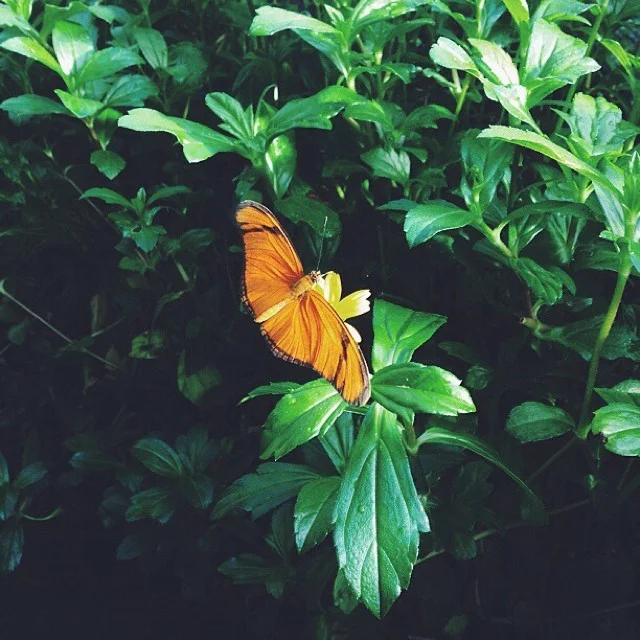 #butterfly #vscocam