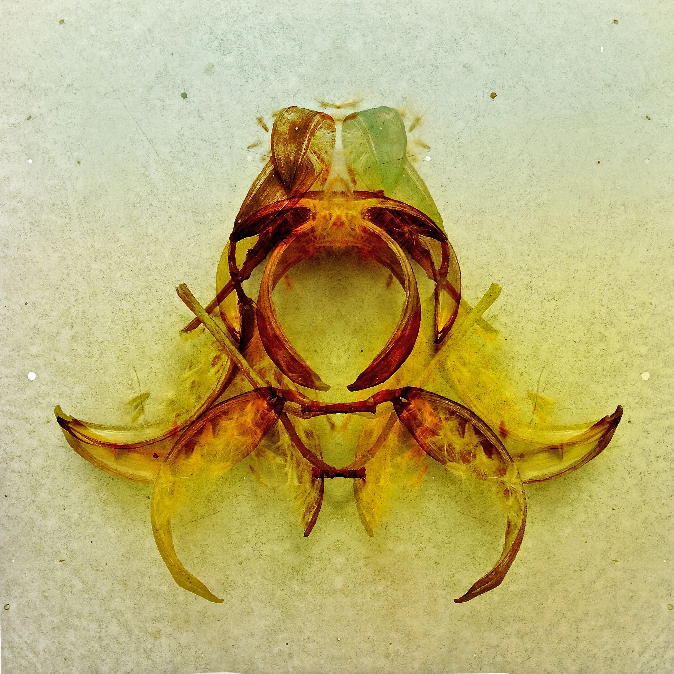 PODS, Sculpted by Nature DARRELL CECIL Photography Show