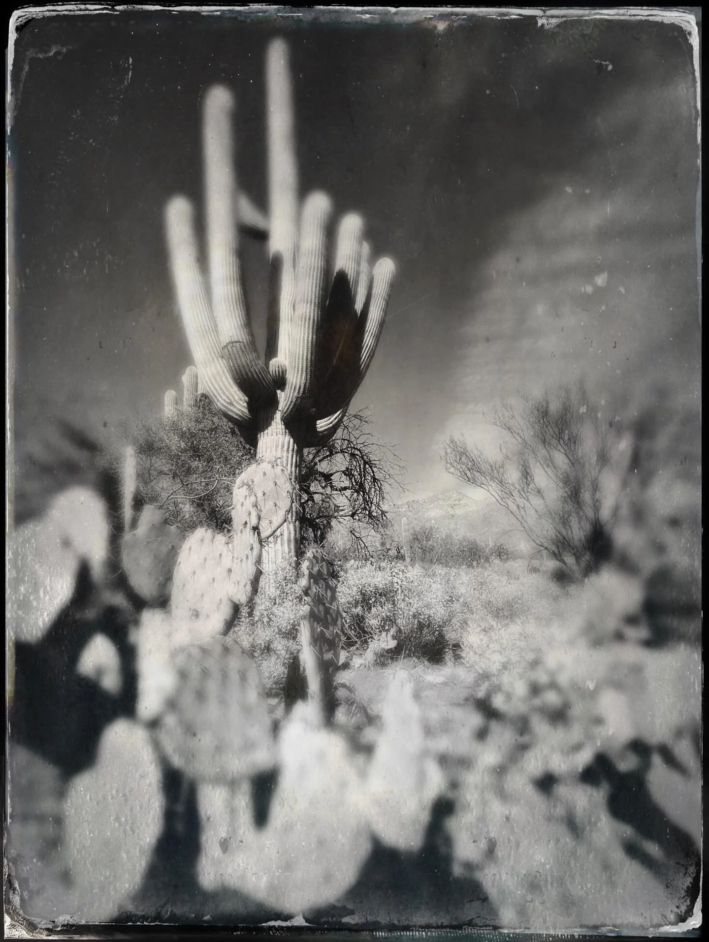 Another beautiful day in the desert. @sabinocanyonaz The bluest skies and the biggest saguaros. 🌵 @lonesomepinecone @squirrelsgonewild