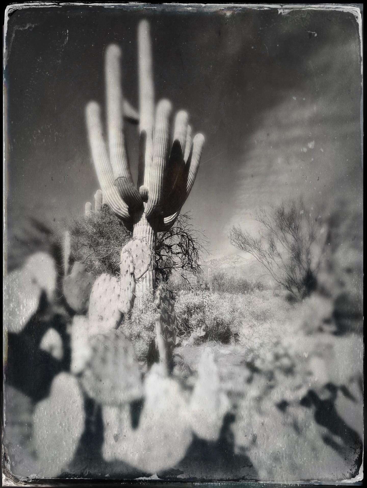 Another beautiful day in the desert. @sabinocanyonaz The bluest skies and the biggest saguaros. 🌵 @lonesomepinecone @squirrelsgonewild