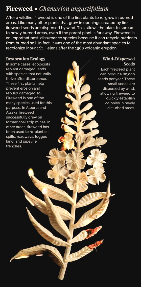 170301-fireweed.gif