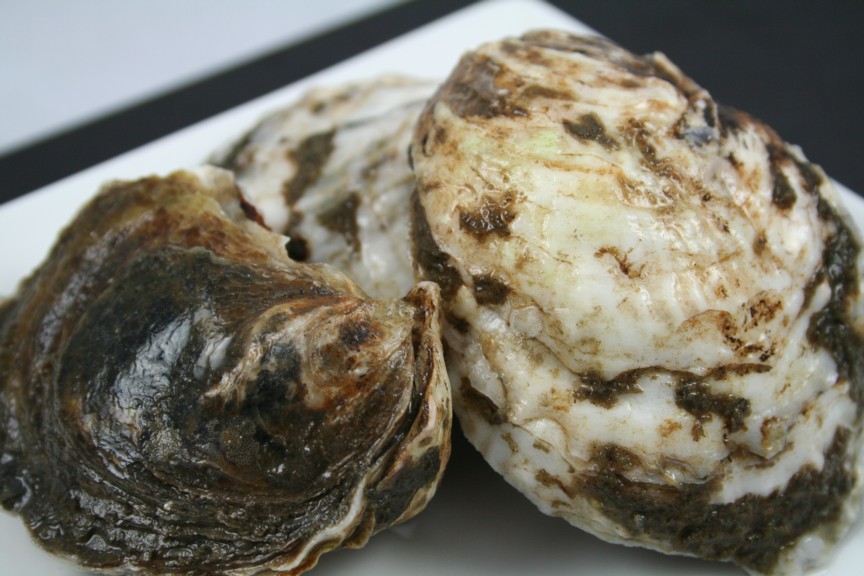 MALPEQUE_OYSTER.jpg