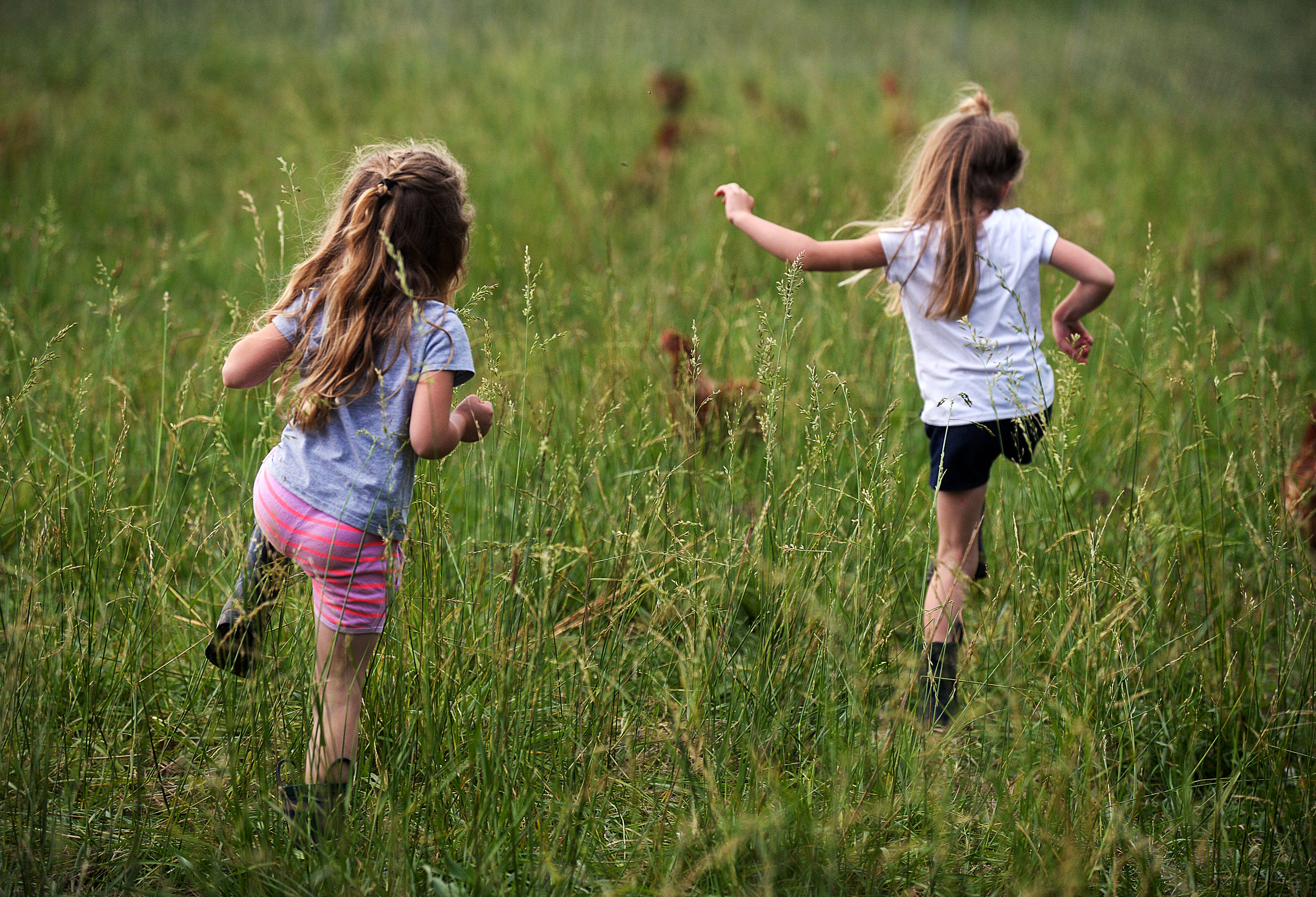 Shelby, left, and Dallas search a field for chicken eggs.
