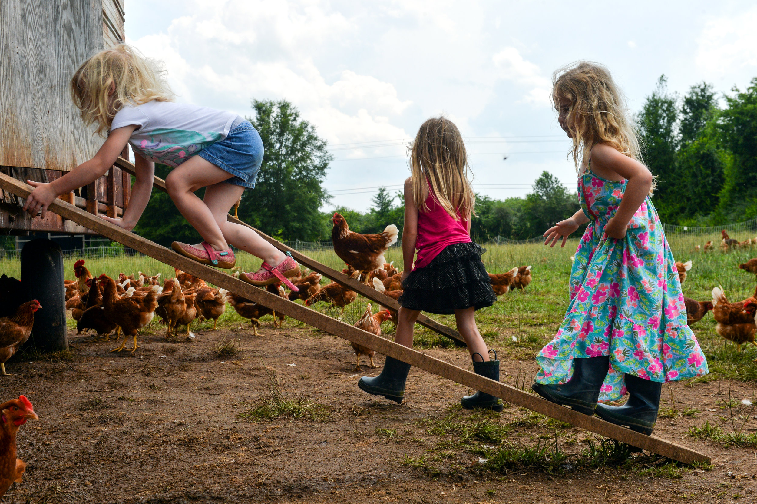 As 600 hens mill around a field on DSR Farms in Danville, Ala., the Murphy girls, from left, 3-year-old Raven, 5-year-old Dallas and 4-year-old Shelby search for eggs as they climb a plank to the coop. This is daily life for the daughters of Jesse and Jessica Murphy, who own and operate the small family farm.