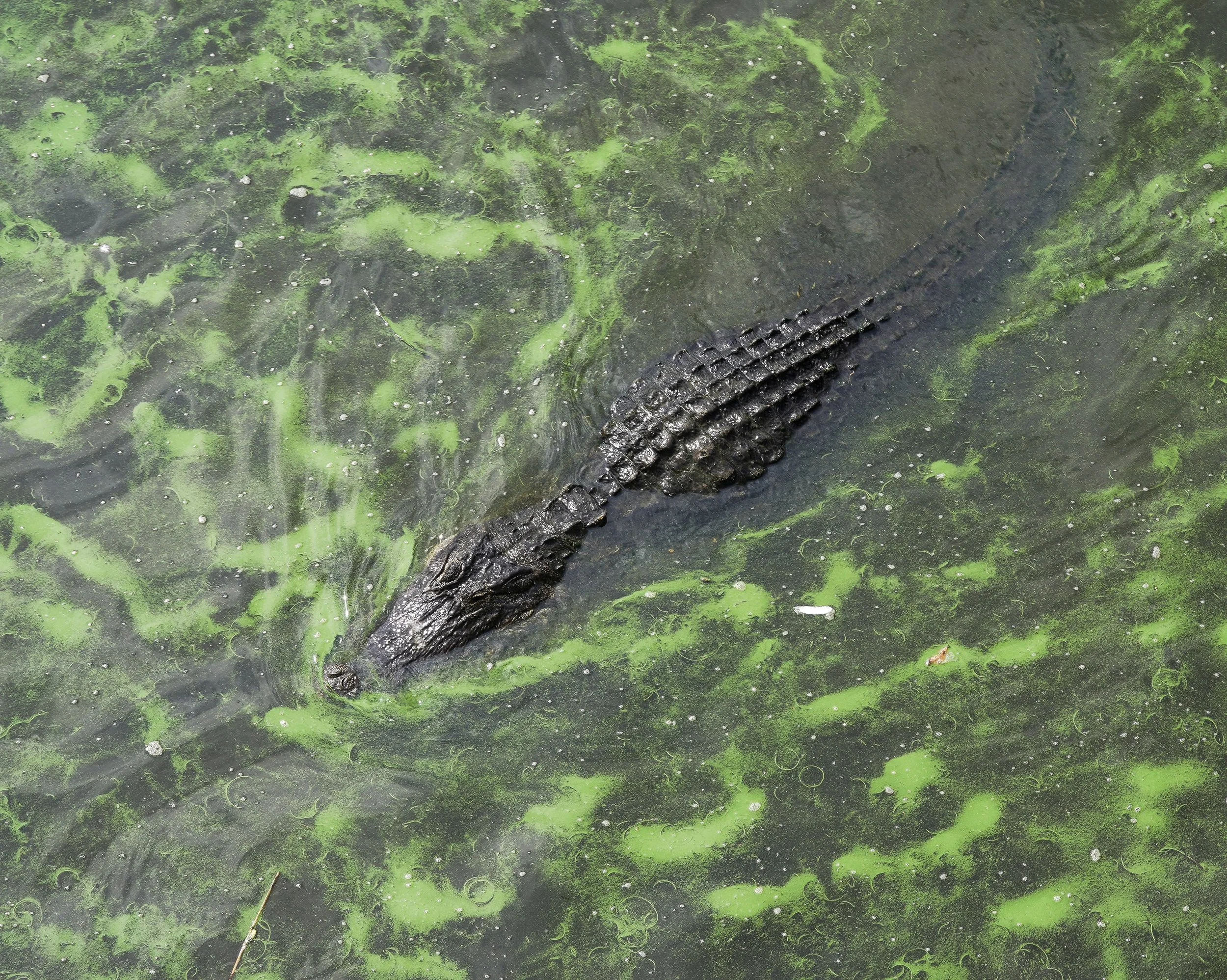  Lake Okeechobee water coated in cyanobacteria, or "blue-green algae", gathers around the Port Mayaca Lock and Dam, the structure that moves water from the lake into the C-44 Canal and the St. Lucie River on Friday, June 30, 2023, in Martin County.  