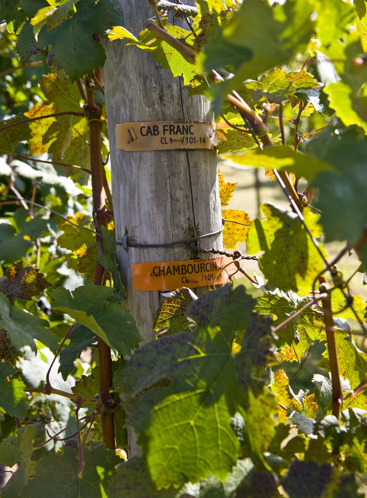 Cab Franc sign.jpg