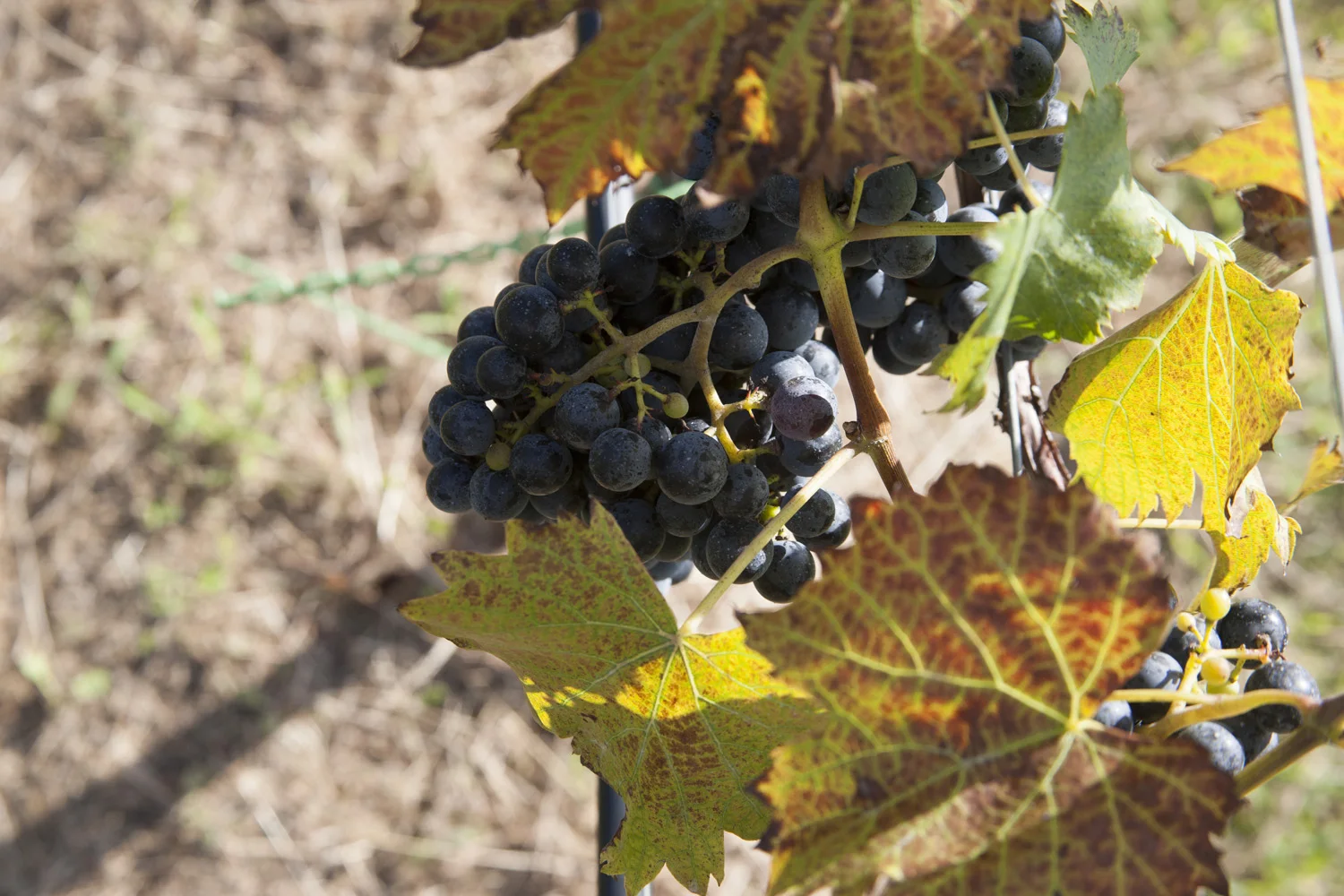 Chabourcin on vine.jpg