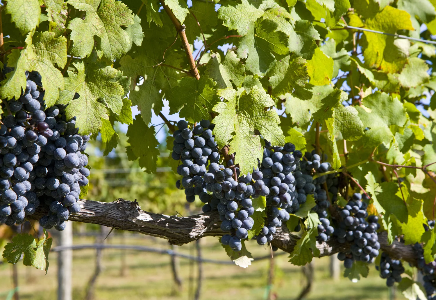 Chambourcin on vine.jpg