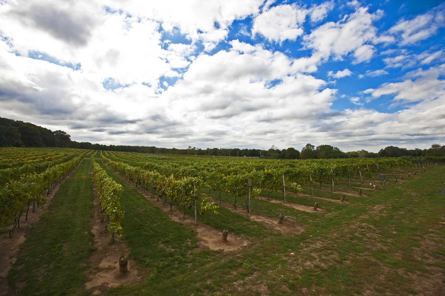 Vineyard landscape.jpg