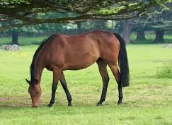 Colts Neck Crafts Fair