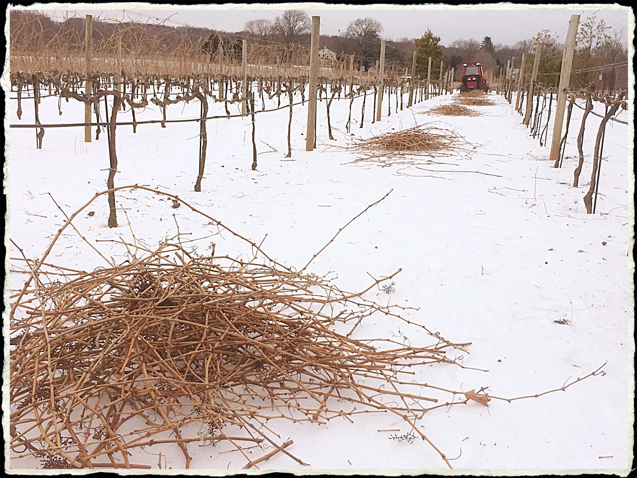 We've been pruning and getting ready for spring!