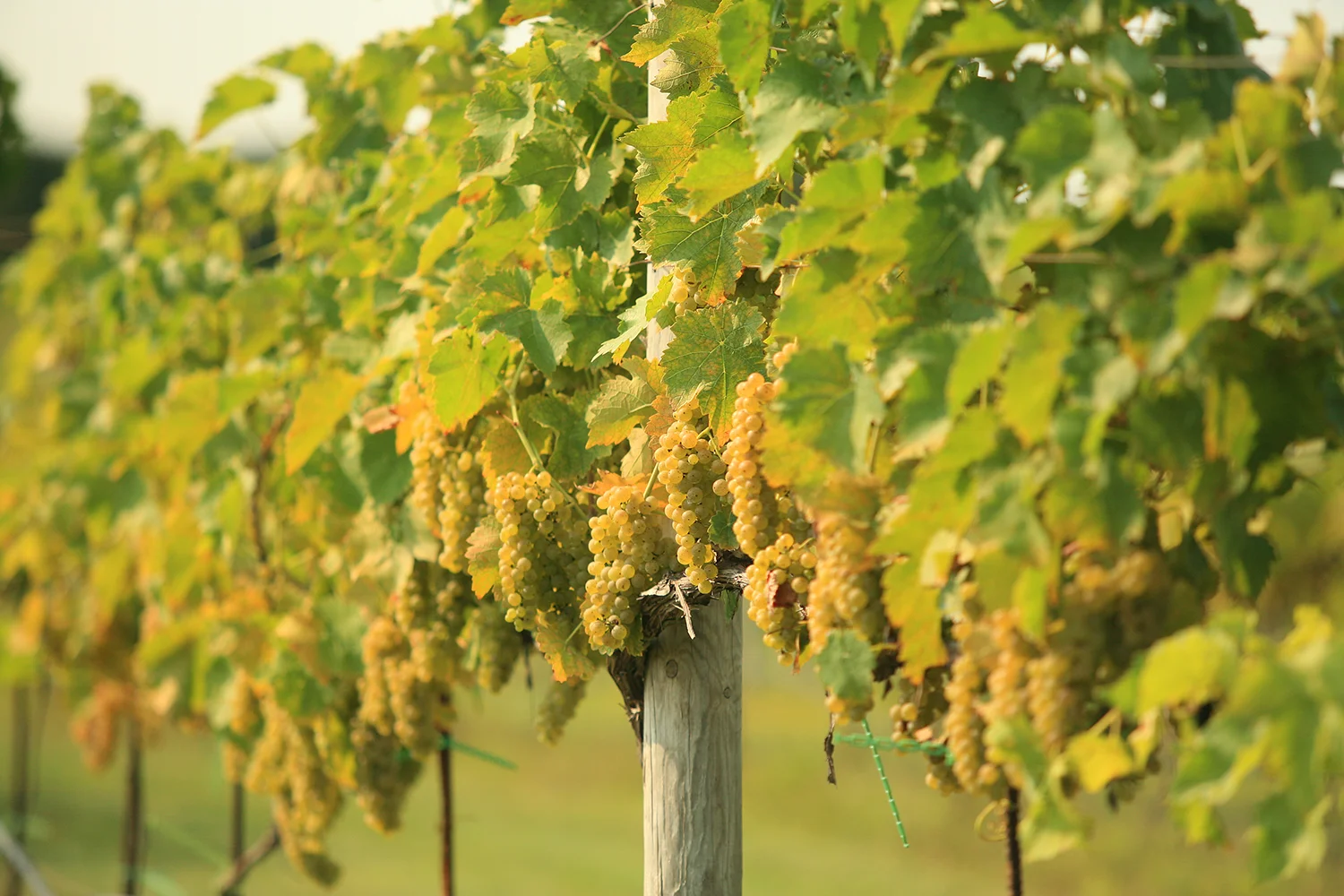 craig white grapes.jpg