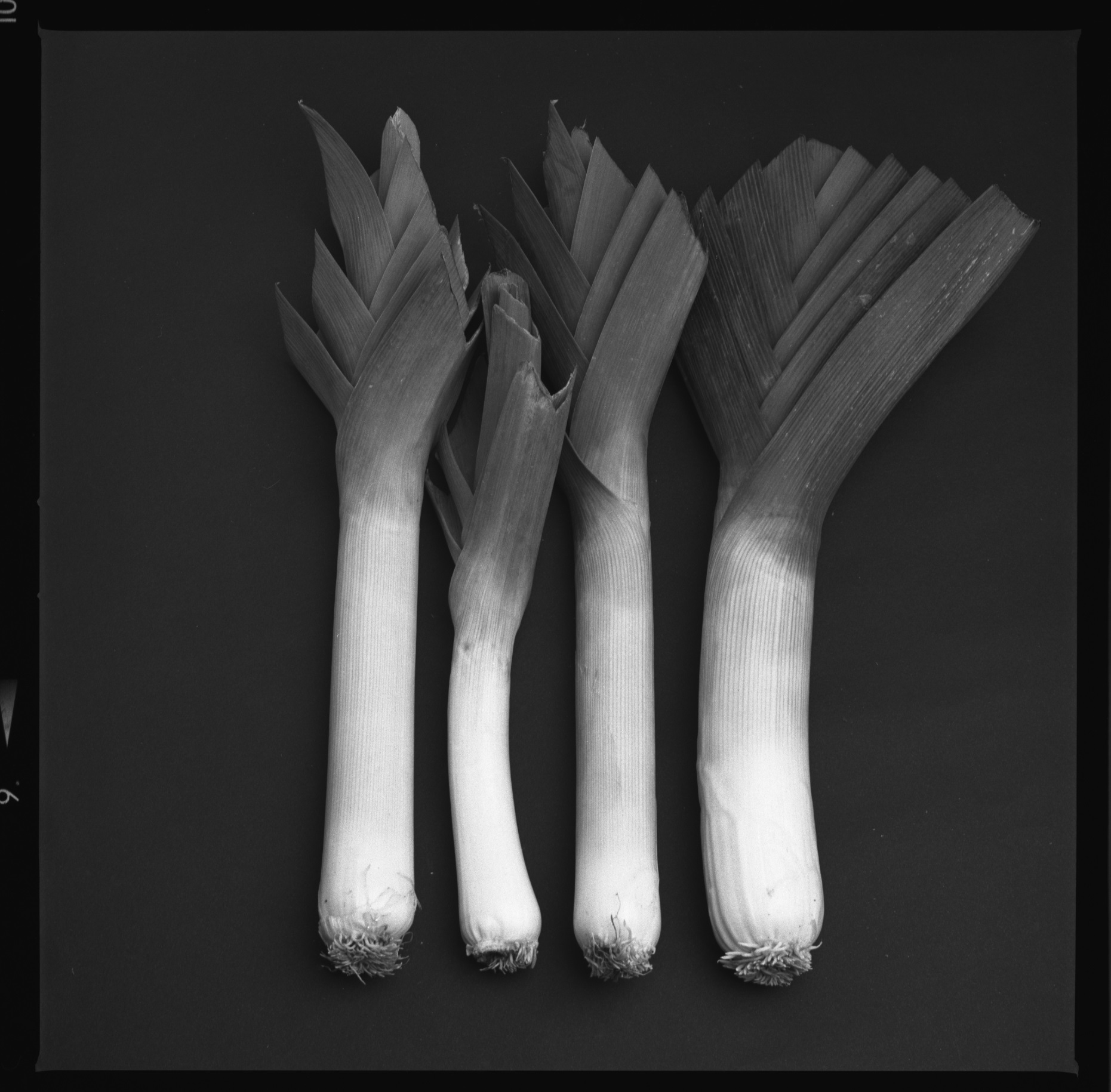  Leeks, from the Produce Series in  STILL LIFE  