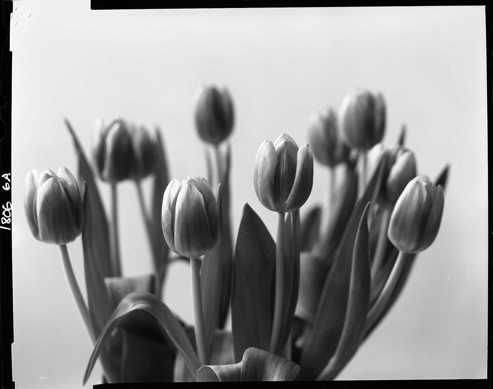 Gift of tulips