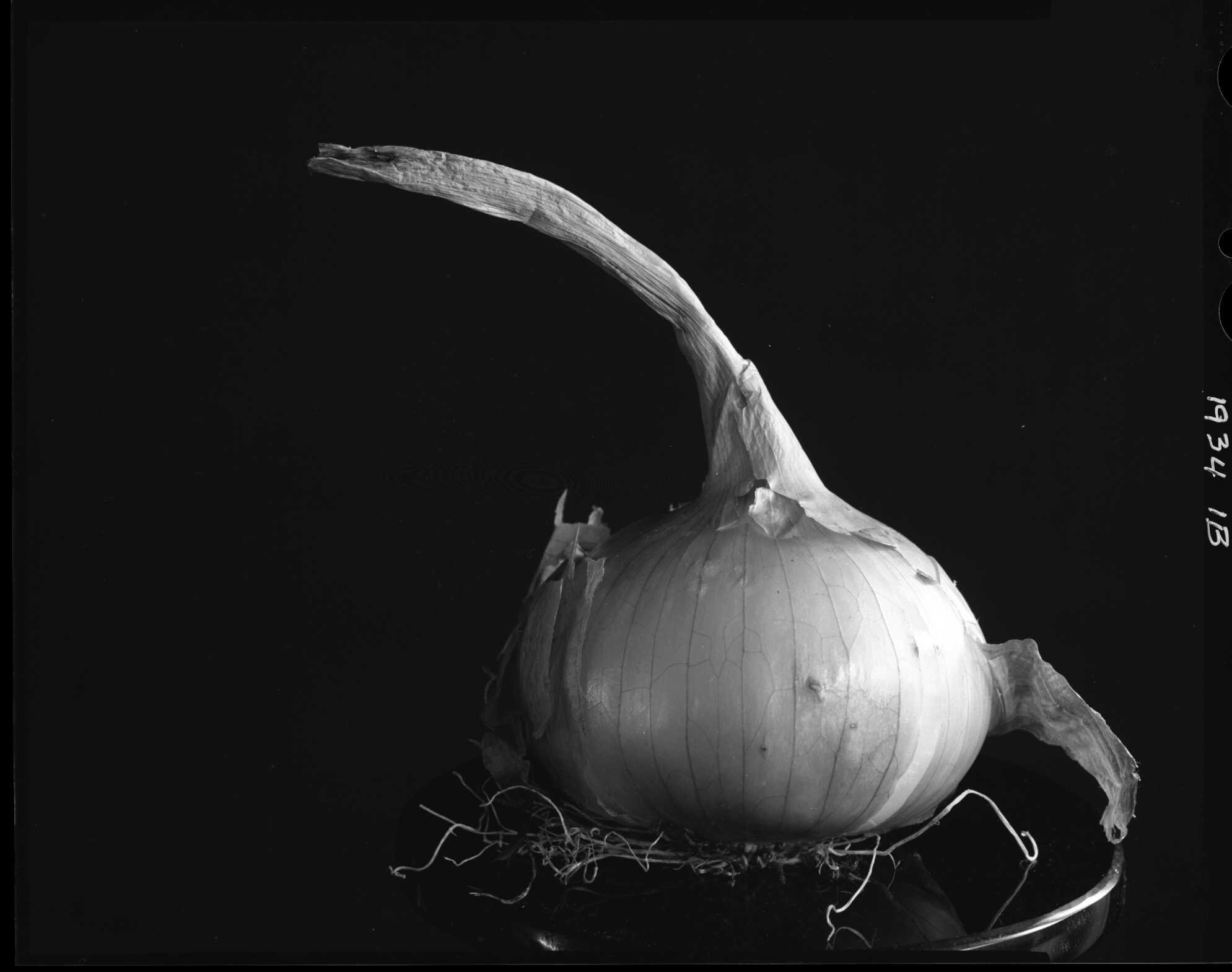  Onion, from the Produce Series 