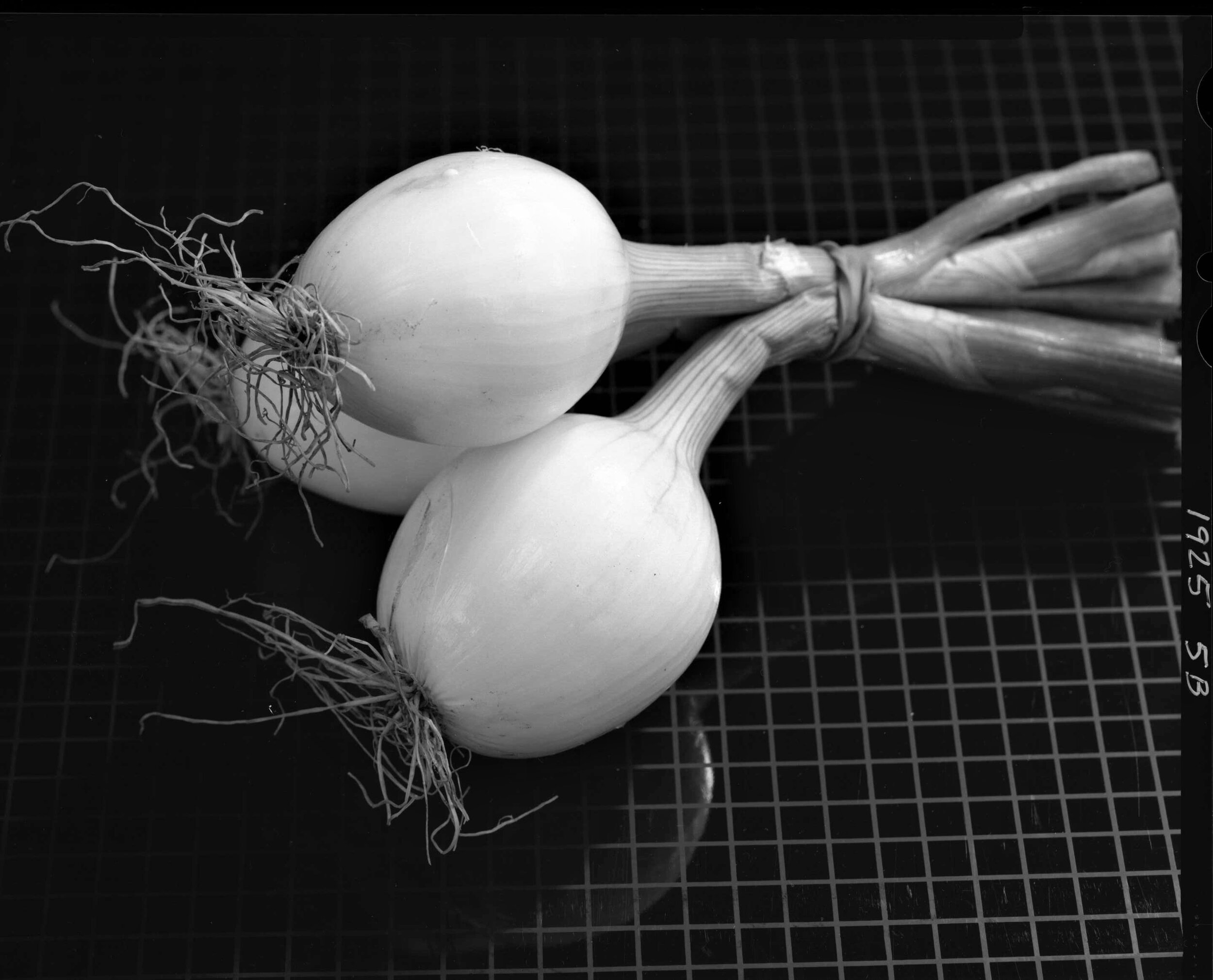  Onions, from the Produce Series 