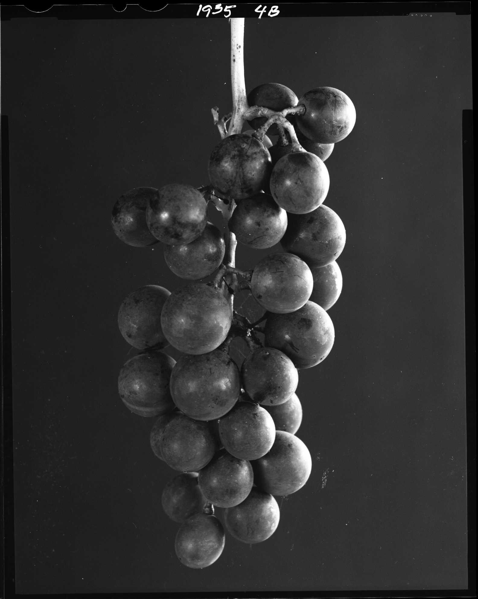  Concord grapes, from the Produce Series 
