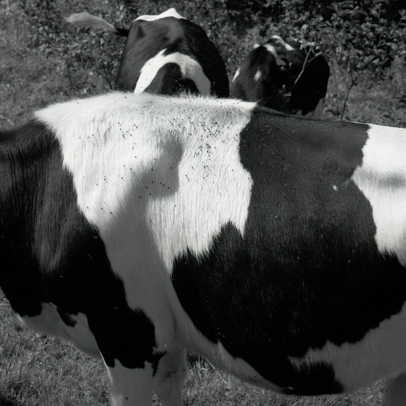 Cows 2000-1.jpg