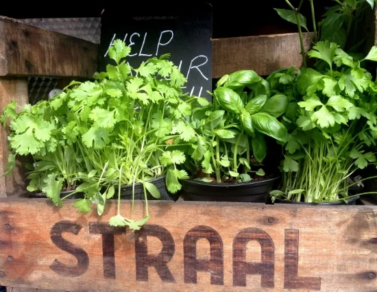 Help yourself herbs at a sub food truck. 