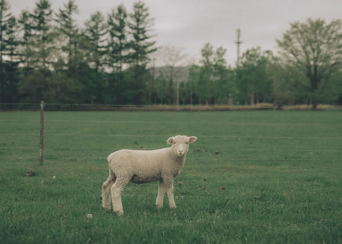 Picture of Yorkshire sheep. Photography by Masahiro Shimazaki for amirisu.