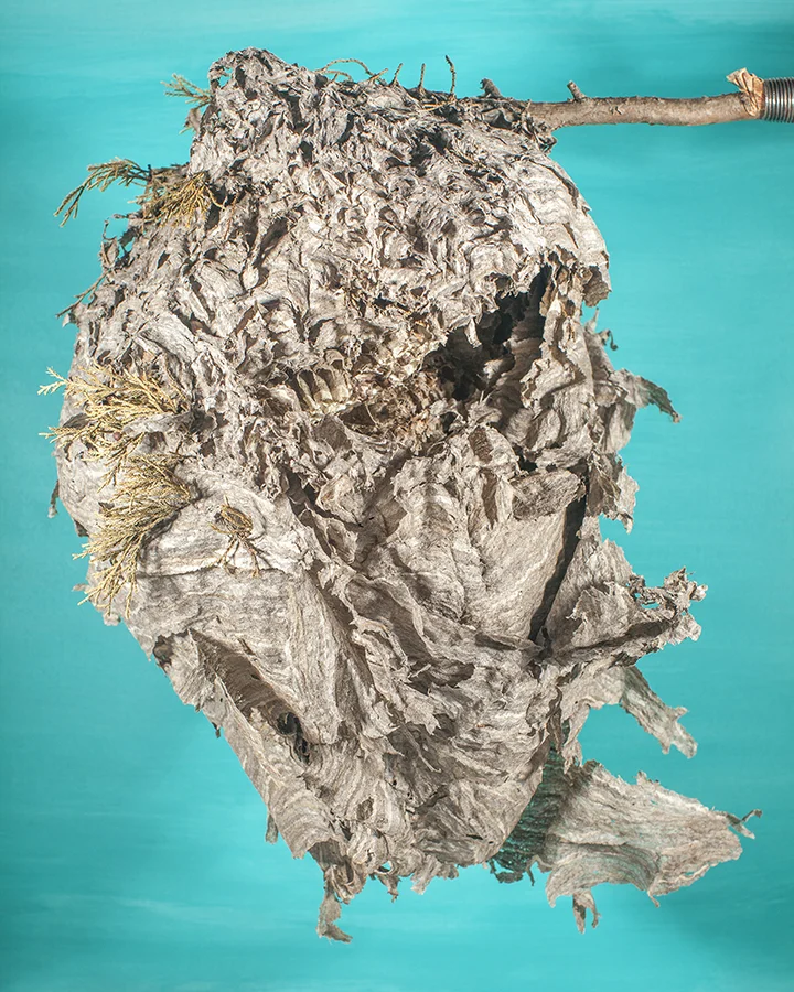 Hornets Nest face cyan background email.jpg