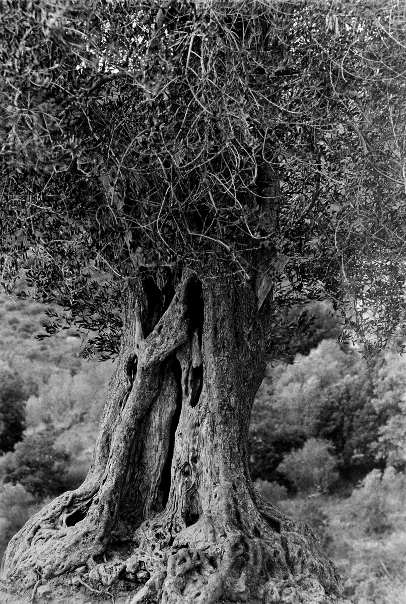 Olive Tree.jpg