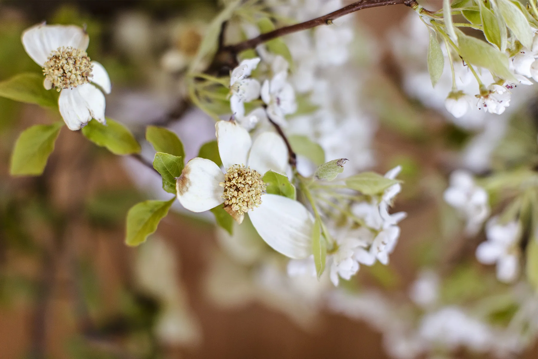 These dogwood branches KILL ME.