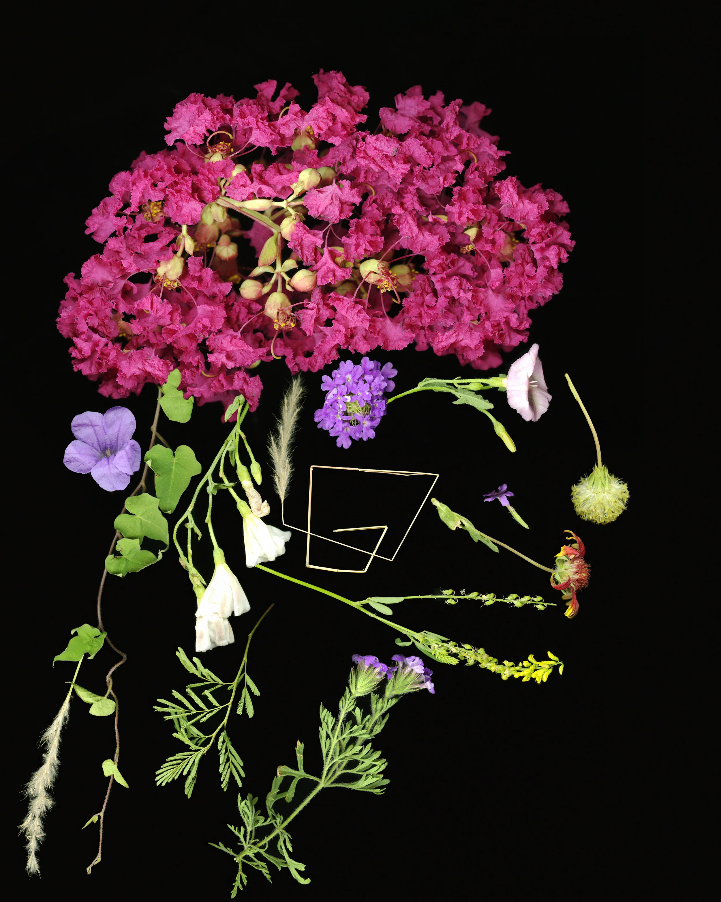 Flower brain flat.jpg