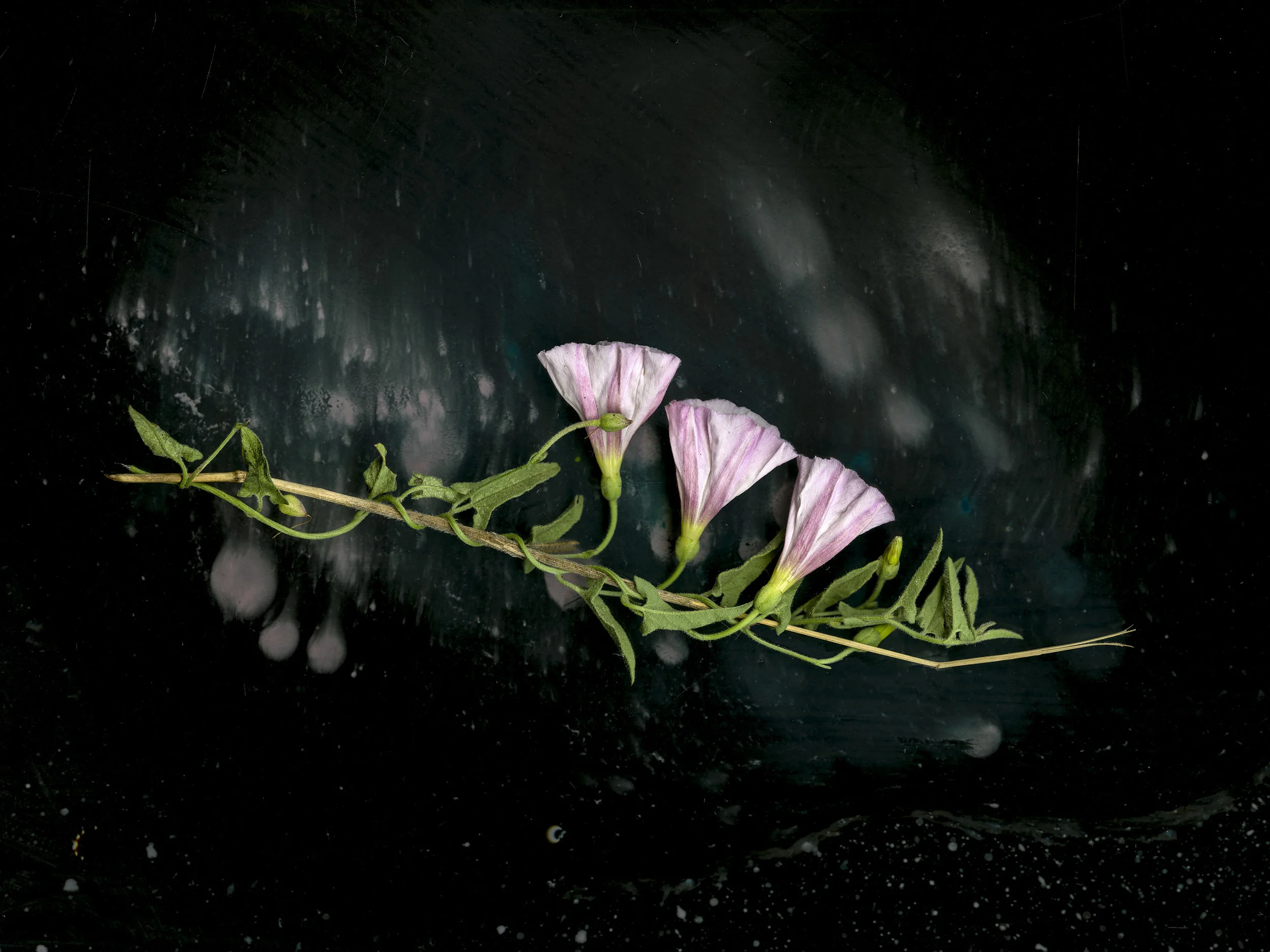 Bells falling 36x48.jpg