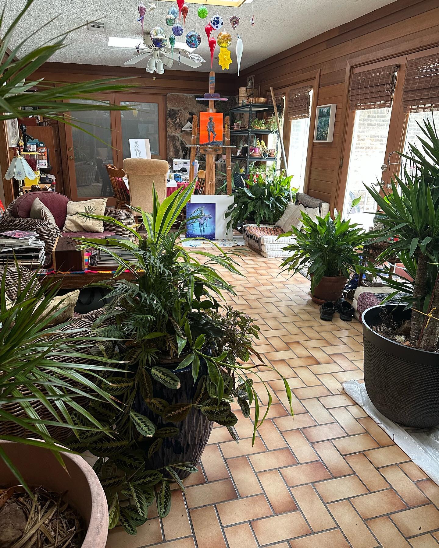 Our atrium/ part of my studio, is becoming a jungle. Soon I will be able to bring a few of the big yuccas back outside. #artiststudio