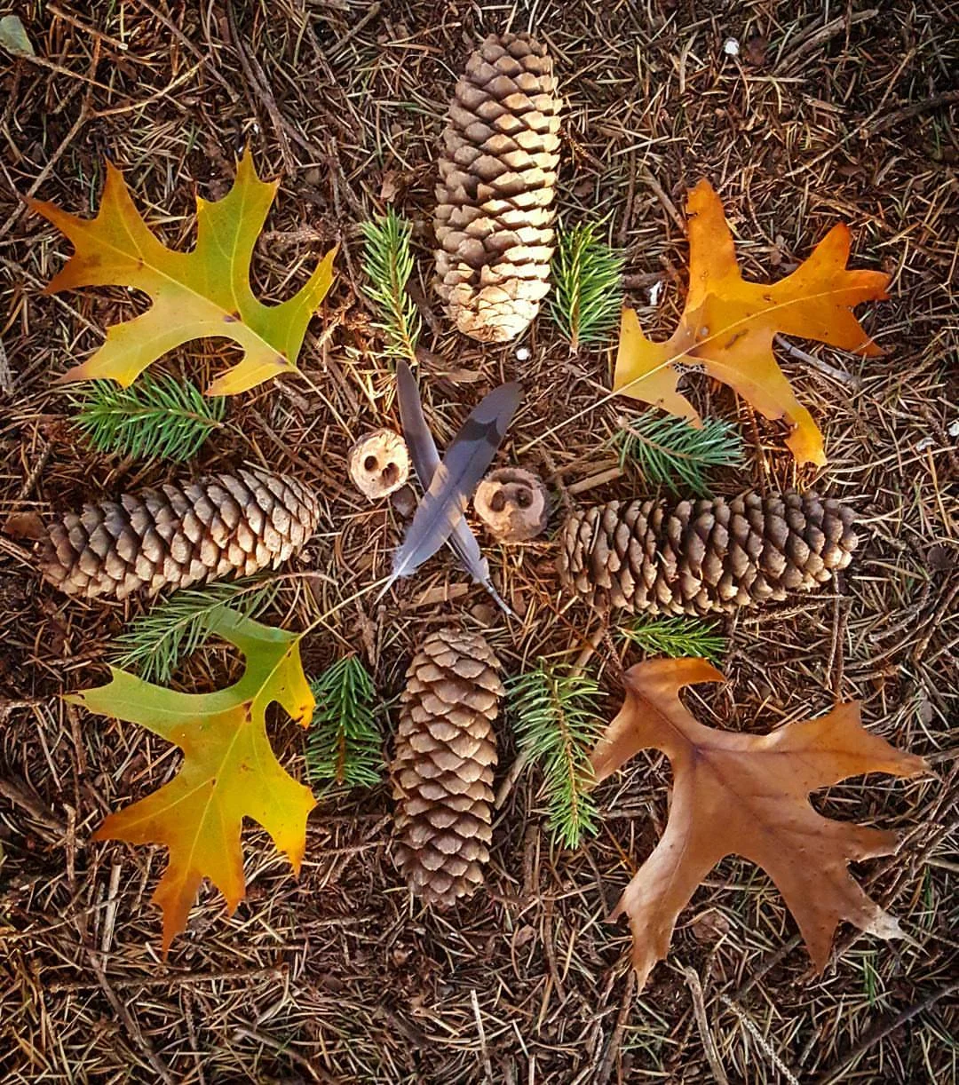 autumnnaturegrid.jpg