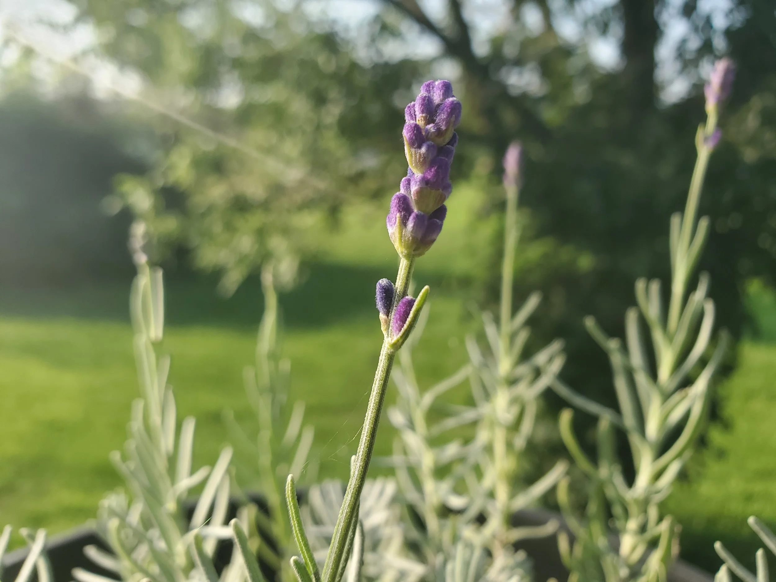 lavender.jpg