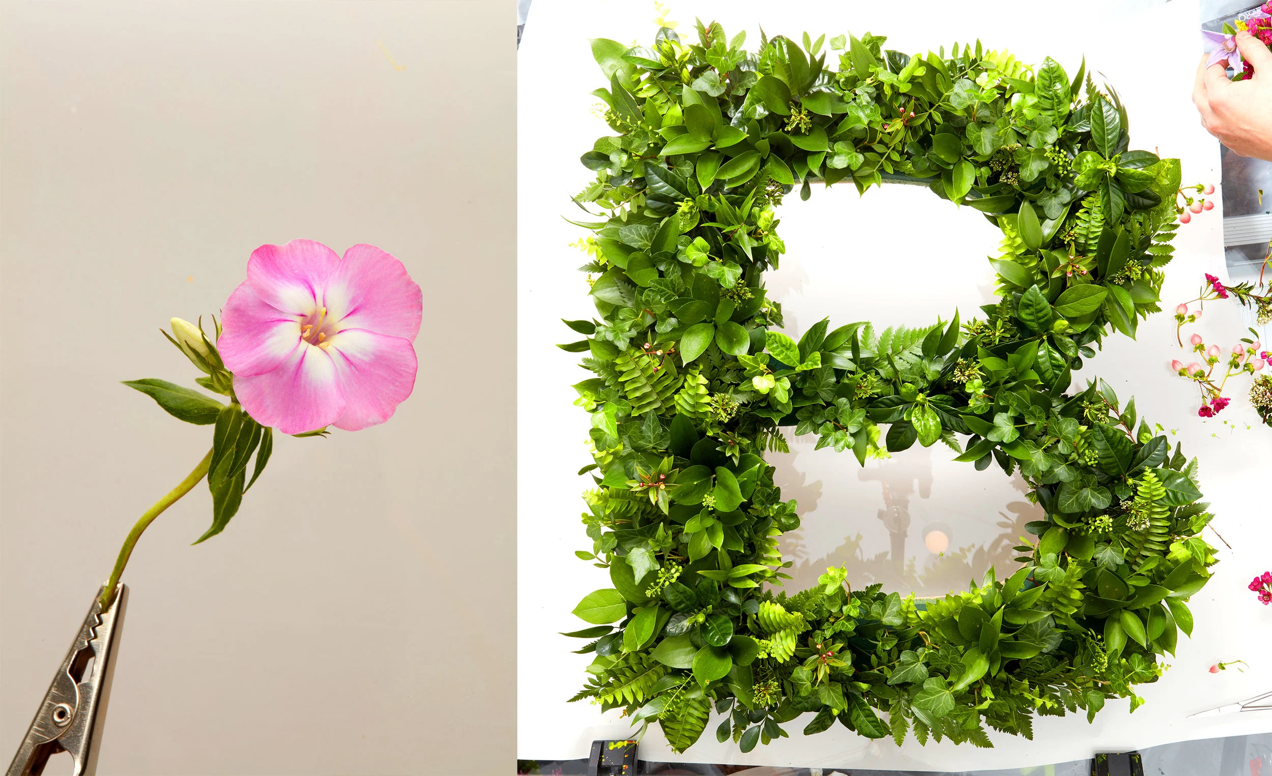 FlowerType3.jpg
