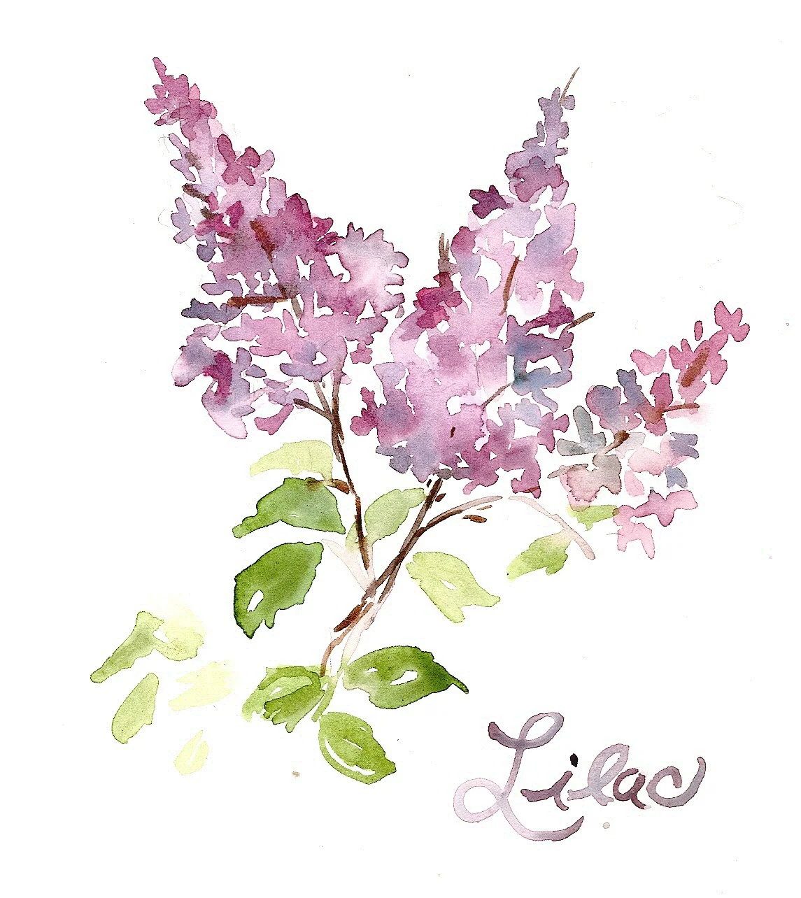 Lilac.jpg