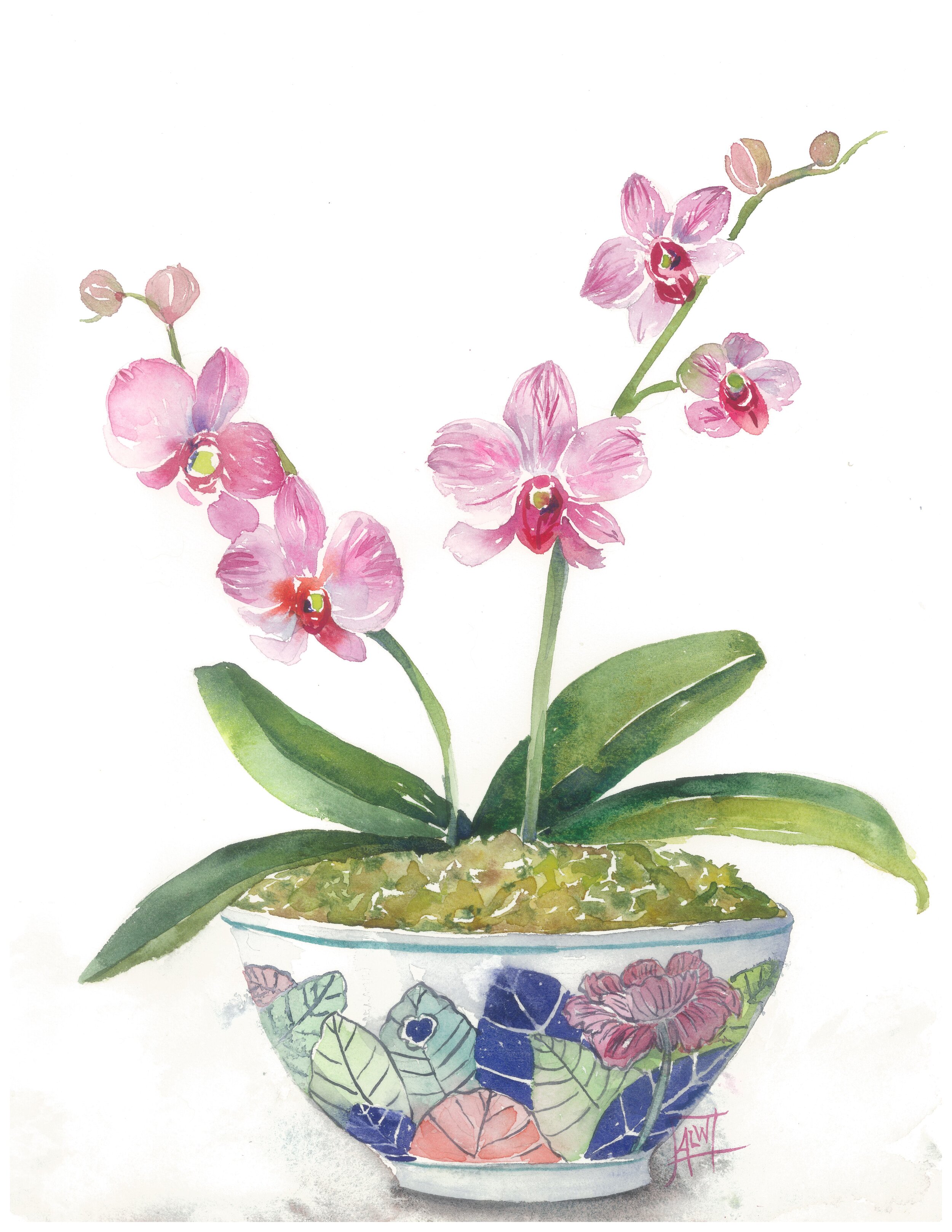 6 Orchids -june.jpg
