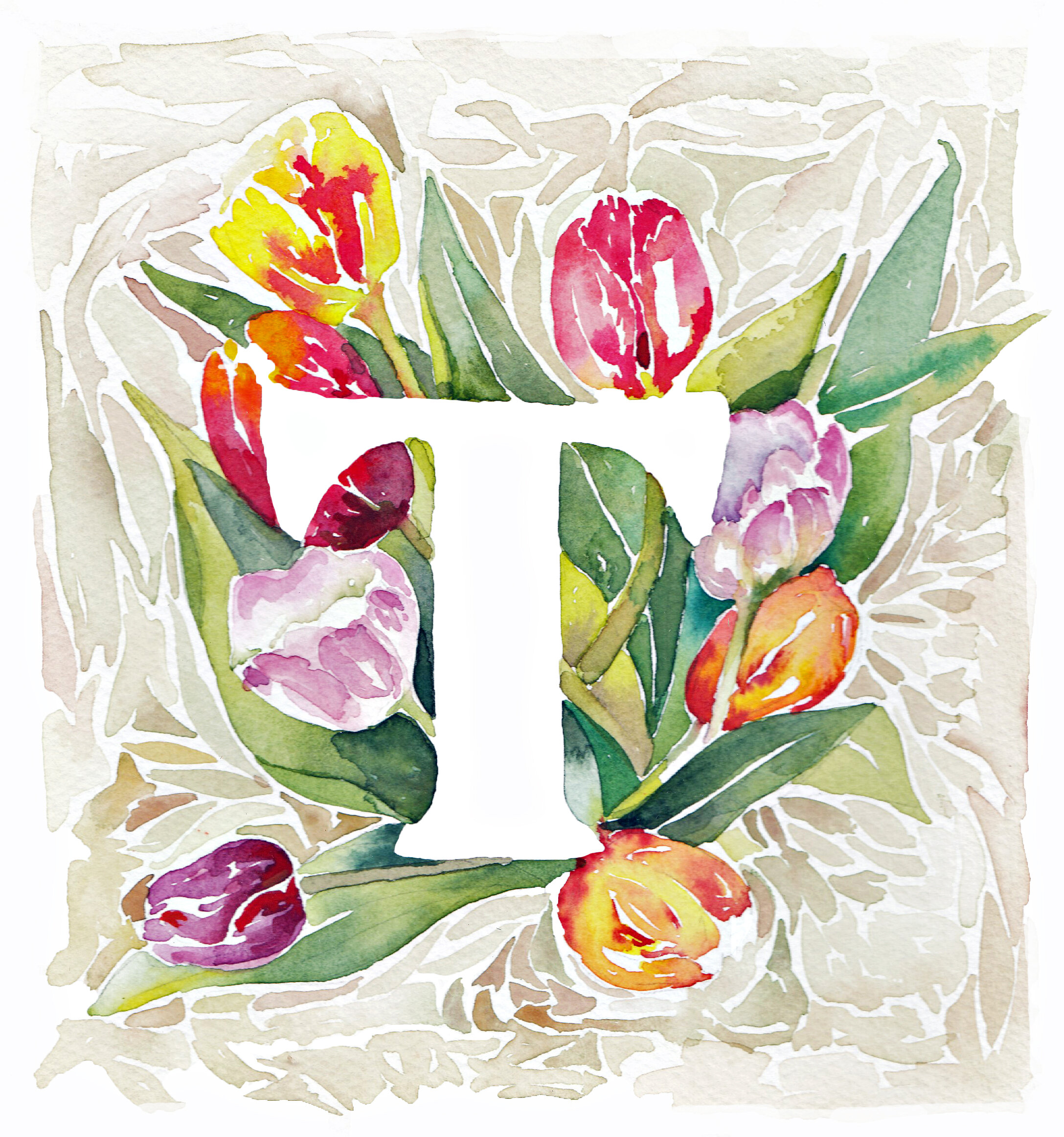 T Tulip C&C.jpg