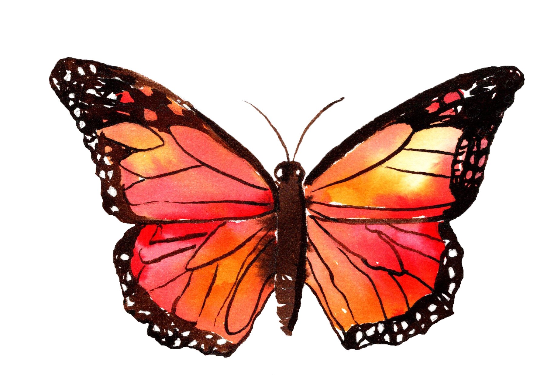 Orangy Butterfly.jpg