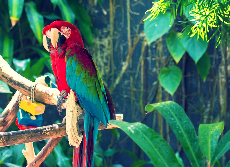 Scarlet macaw