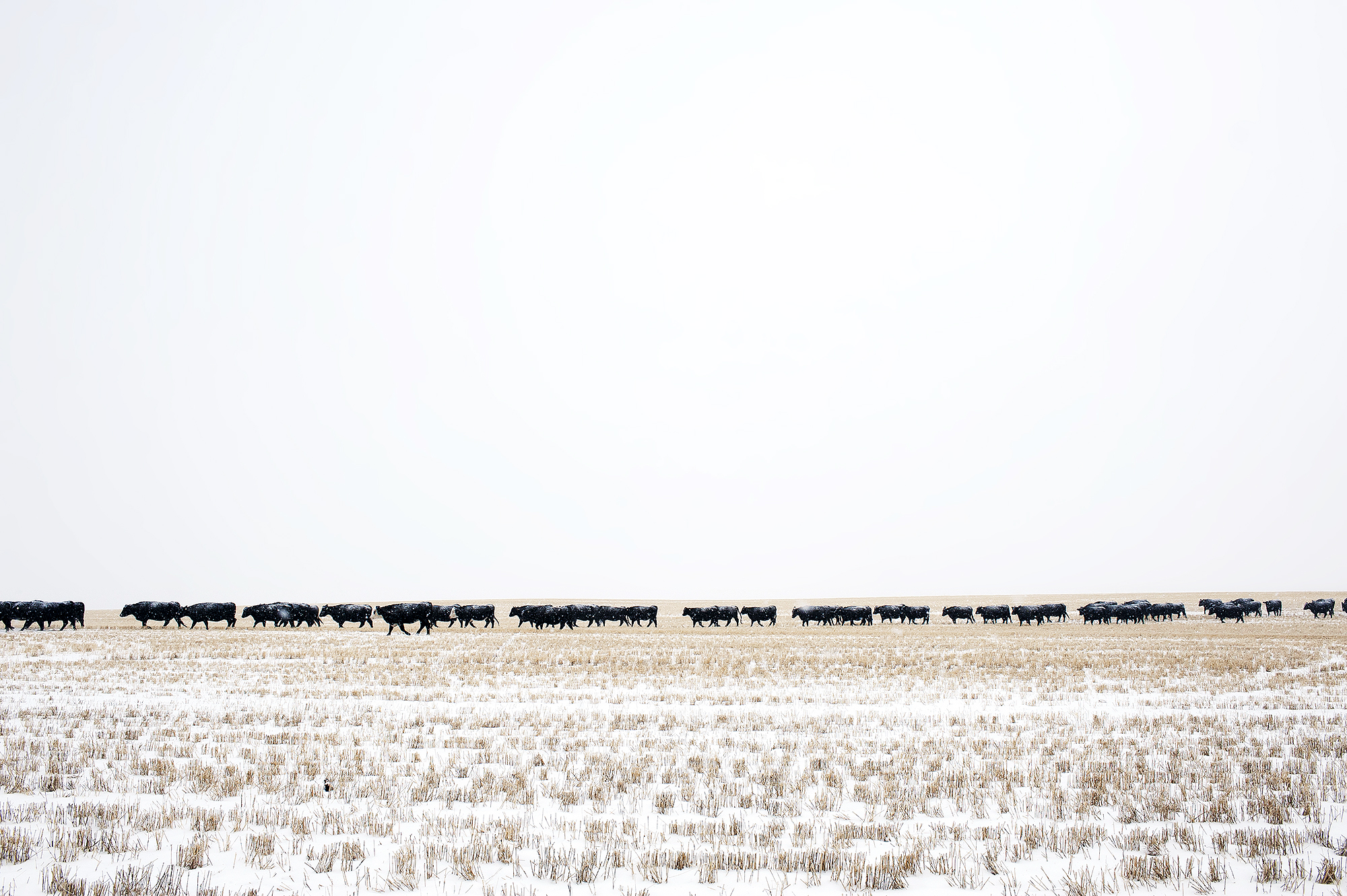 The 100-year-old center also researches crops grown in northern Montana, the only one of MSU's seven research centers to study agronomy, soils, precision ag and livestock.