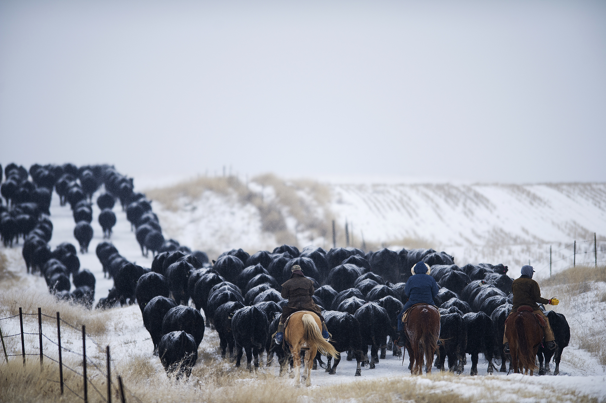 Because the NARC is a working cattle ranch, the twice-yearly cattle drives are a necessity. In order to make them happen, researchers at the center trade their lab coats for oiled dusters to join other ranch personnel to bring the cattle in. For all involved, the drives are a matter of pride and a beloved tradition.
